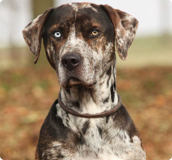 American Leopard Hound Puppies for Sale