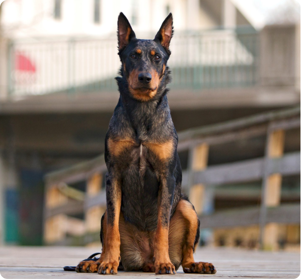 Beauceron Puppies for Sale