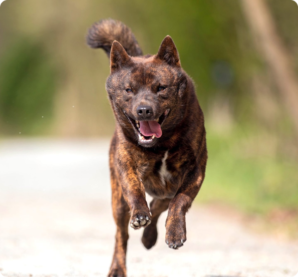 Kai Ken Puppies for Sale in Ontario