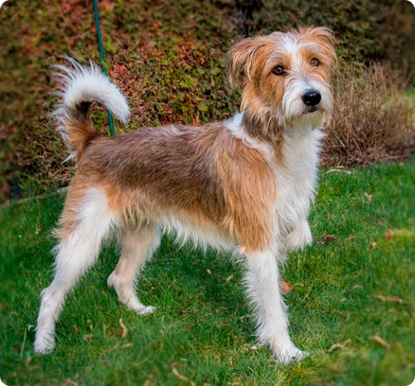 Kromfohrlander Puppies for Sale in British Columbia