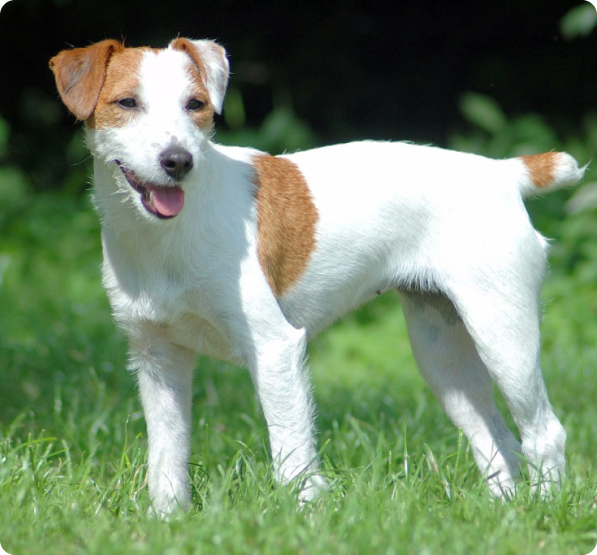 Foster Parson Parson Russell Terrier Puppies for Sale | MawooPets.com