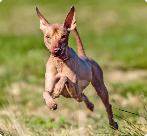 Peruvian Inca Orchid Puppies for Sale in Oregon