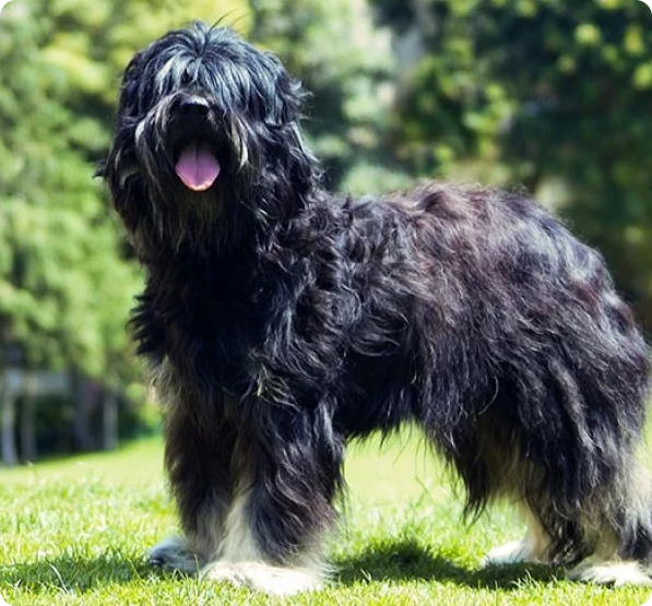 Portuguese Sheepdog Puppies for Sale in British Columbia