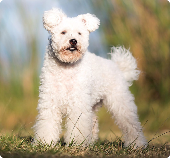 Pumi Puppies for Sale