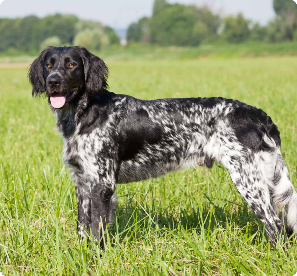 Large Munsterlander Puppies for Sale in Maine