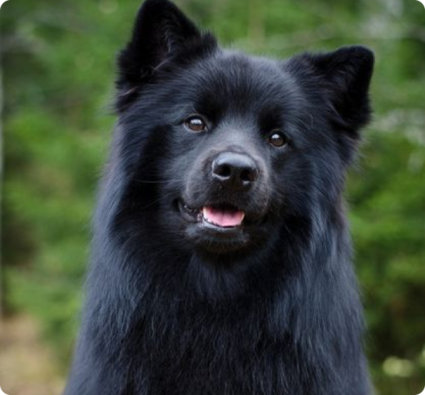 Swedish Lapphund Puppies For Sale In New Brunswick 