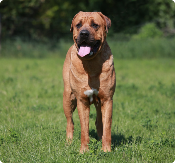 Tosa Puppies for Sale in British Columbia