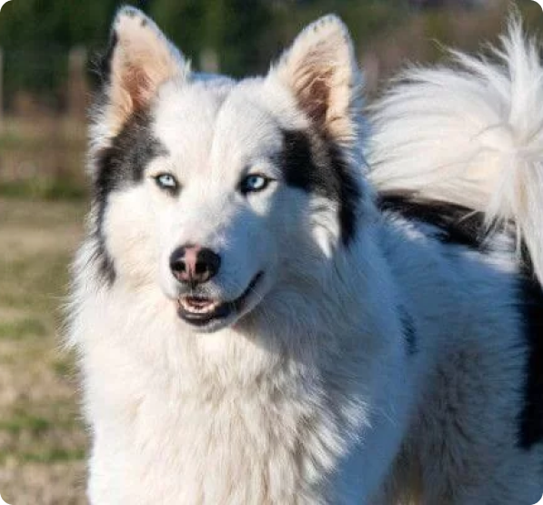 Yakutian Laika Puppies for Sale in Colorado | MawooPets.com