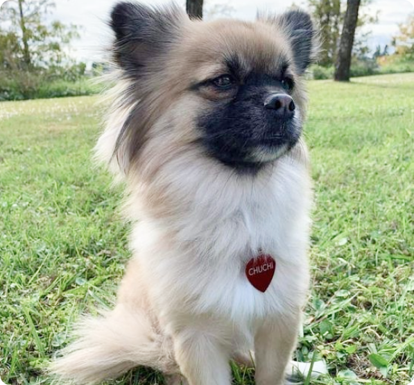 Chineranian Puppies for Sale