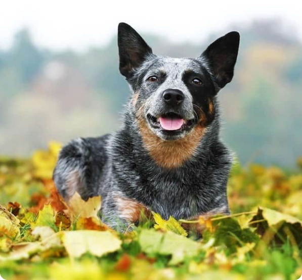 Cowboy Corgi Puppies for Sale | MawooPets.com