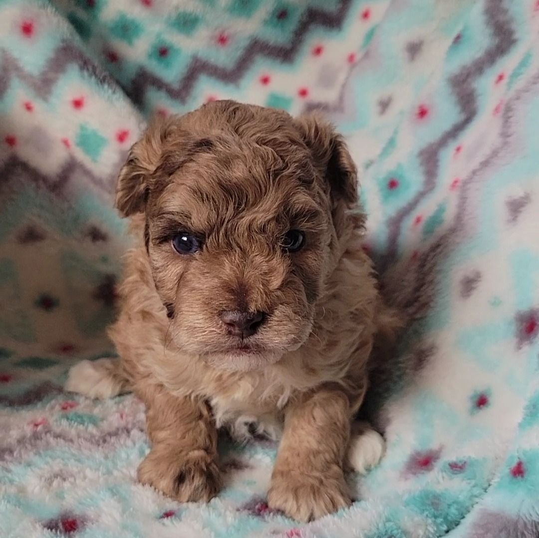 Roland / miniature | Toy Poodle Boy | Puppy ID 21172