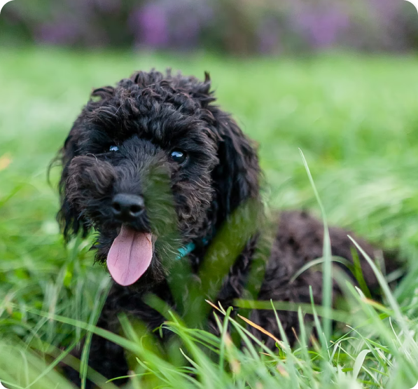 Toy Poodle Puppies for Sale in Puerto Rico
