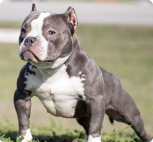 Shorty Bull Puppies for Sale in Ontario | MawooPets.com