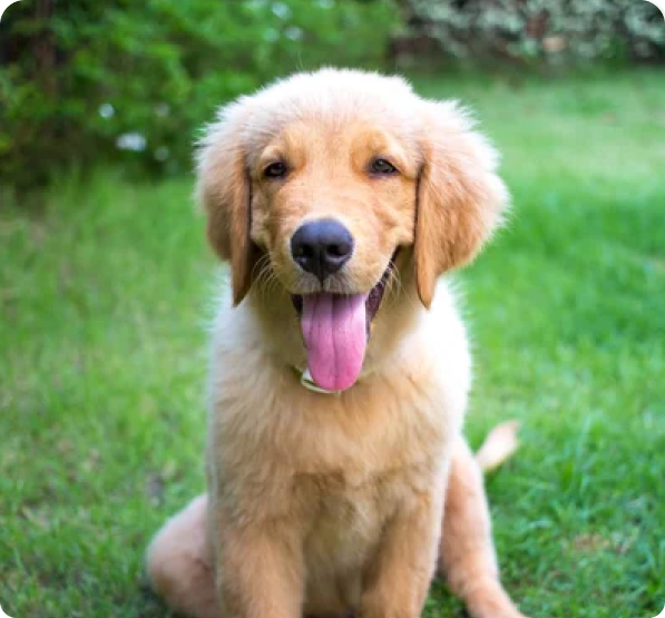 Miniature Golden Retriever Puppies for Sale in Ontario