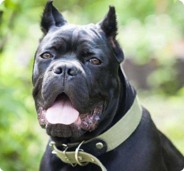 Cane Corso Puppies for Sale | MawooPets.com