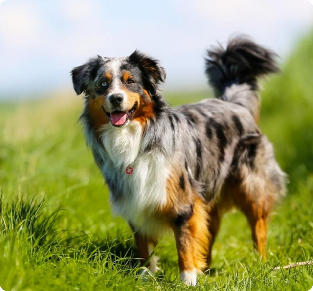 Australian Shepherd Puppies for Sale | MawooPets.com