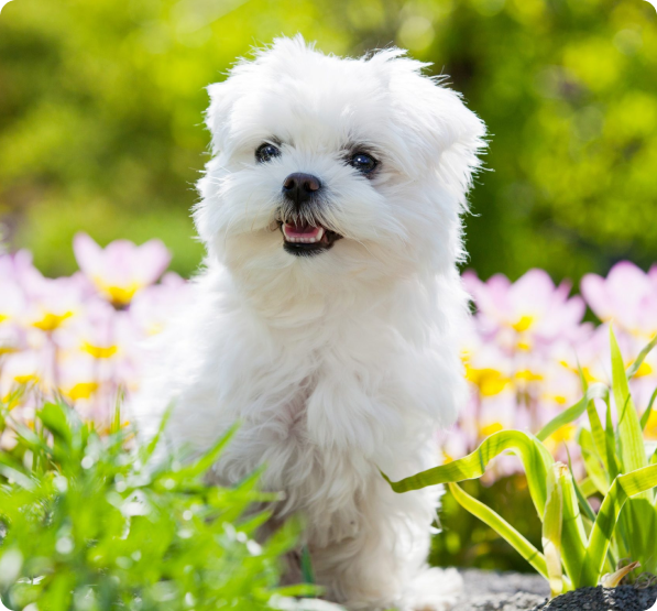 Maltese Puppies For Sale In Alberta 