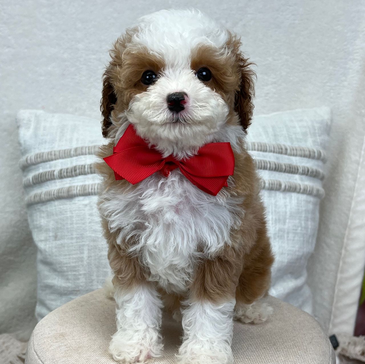 Maddie's Red Boy | Cavapoo Boy | Puppy ID 21771