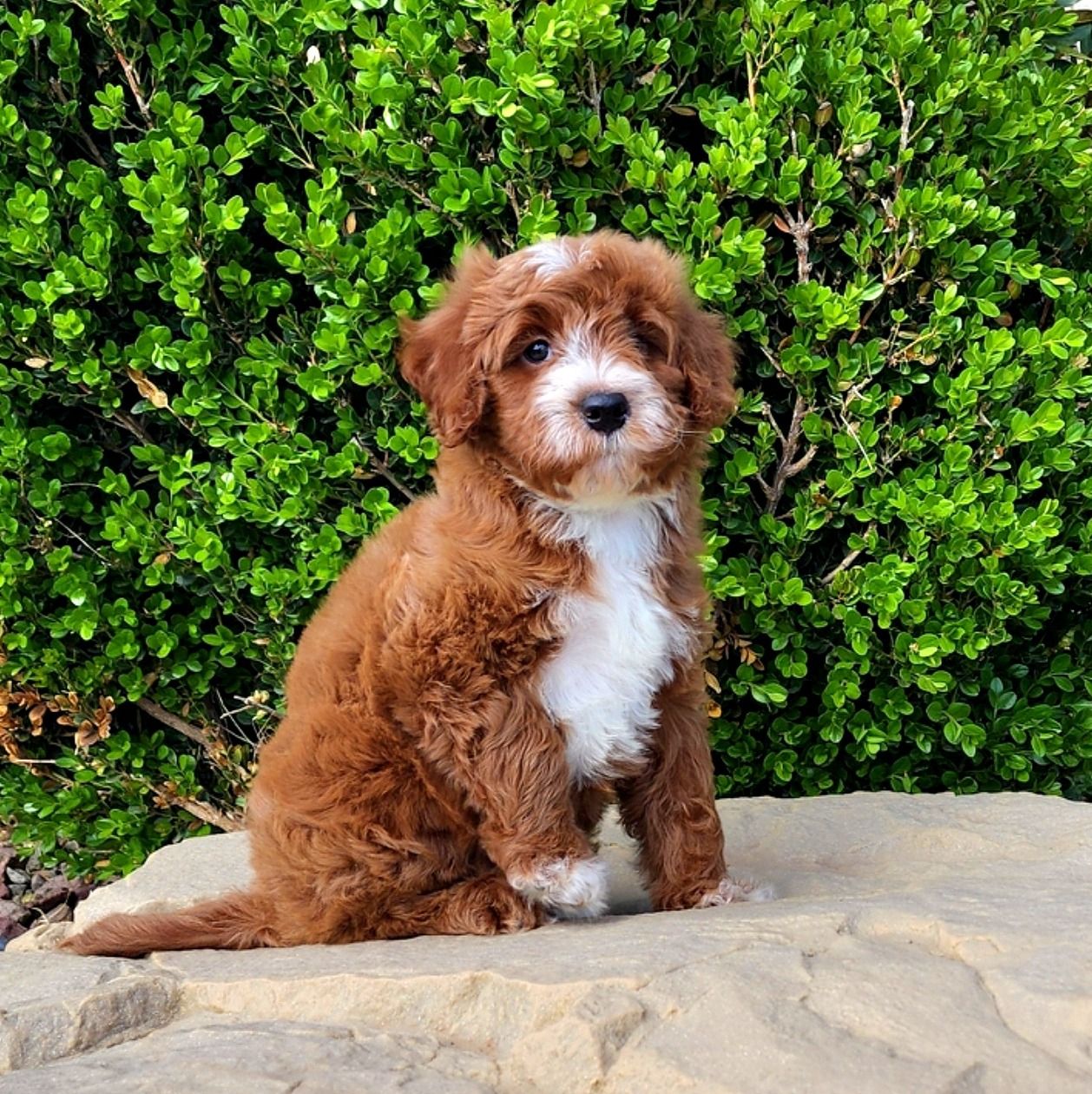 Kairo | Cavapoo Boy | Puppy ID 22342