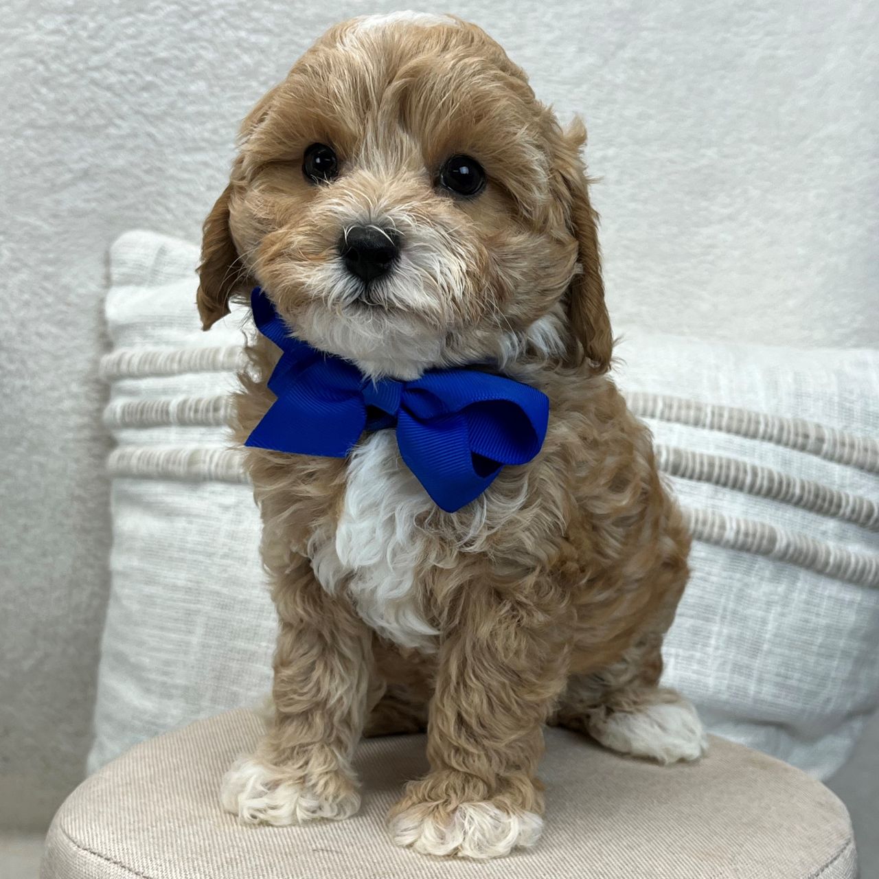 Riley's Blue Boy | Cavapoo Boy | Puppy ID 22234