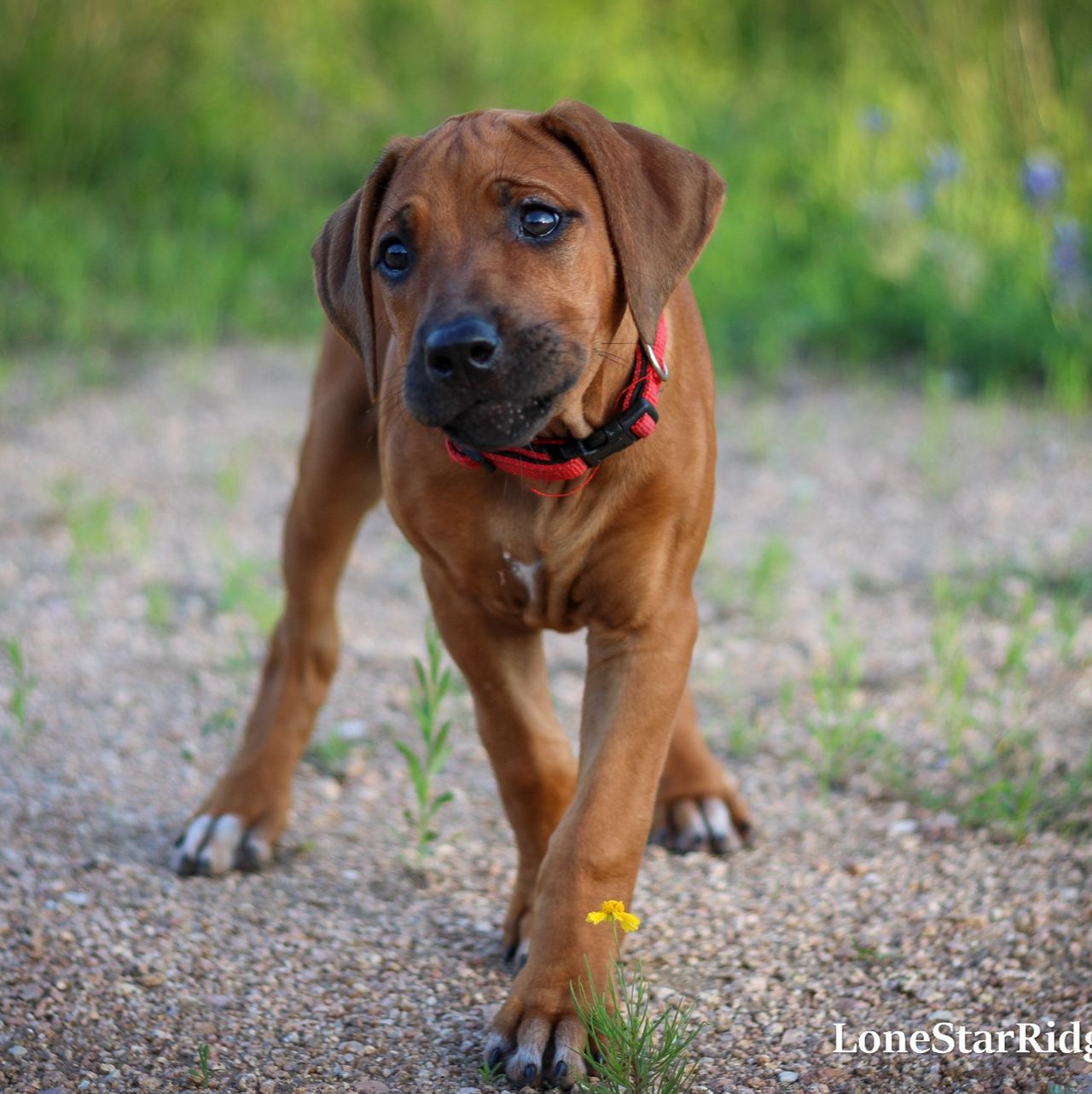 Phoebe | Rhodesian Ridgeback Girl | Puppy ID 22800