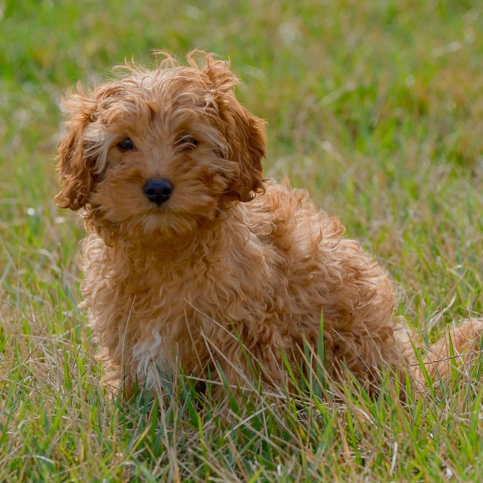 Joe | Cavapoo Boy | Puppy ID 23378