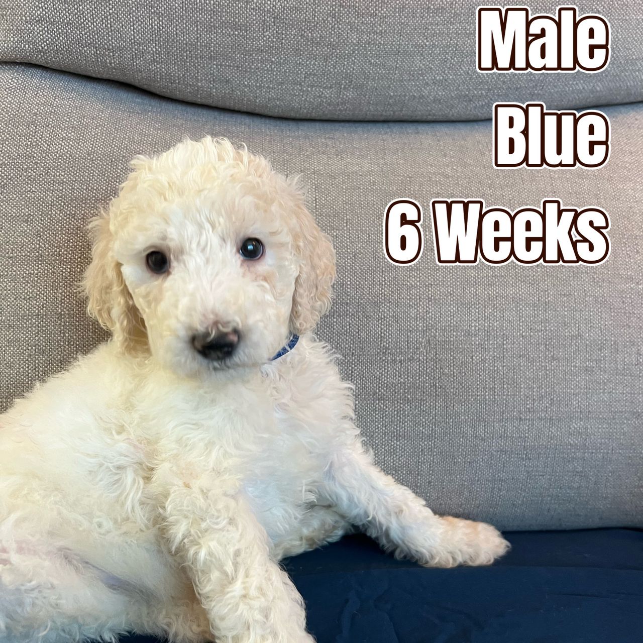 Blue Rondo Labradoodle Blue | Labradoodle Boy | Puppy ID 26058