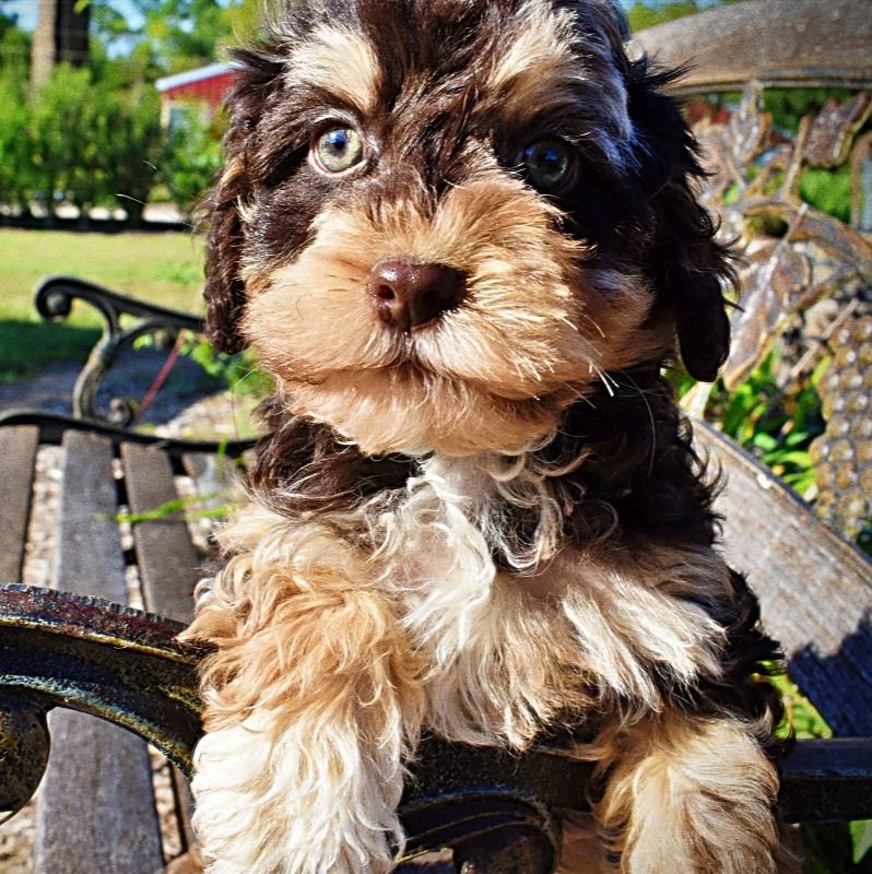 Kipper | Havapoo Boy | Puppy ID 26296