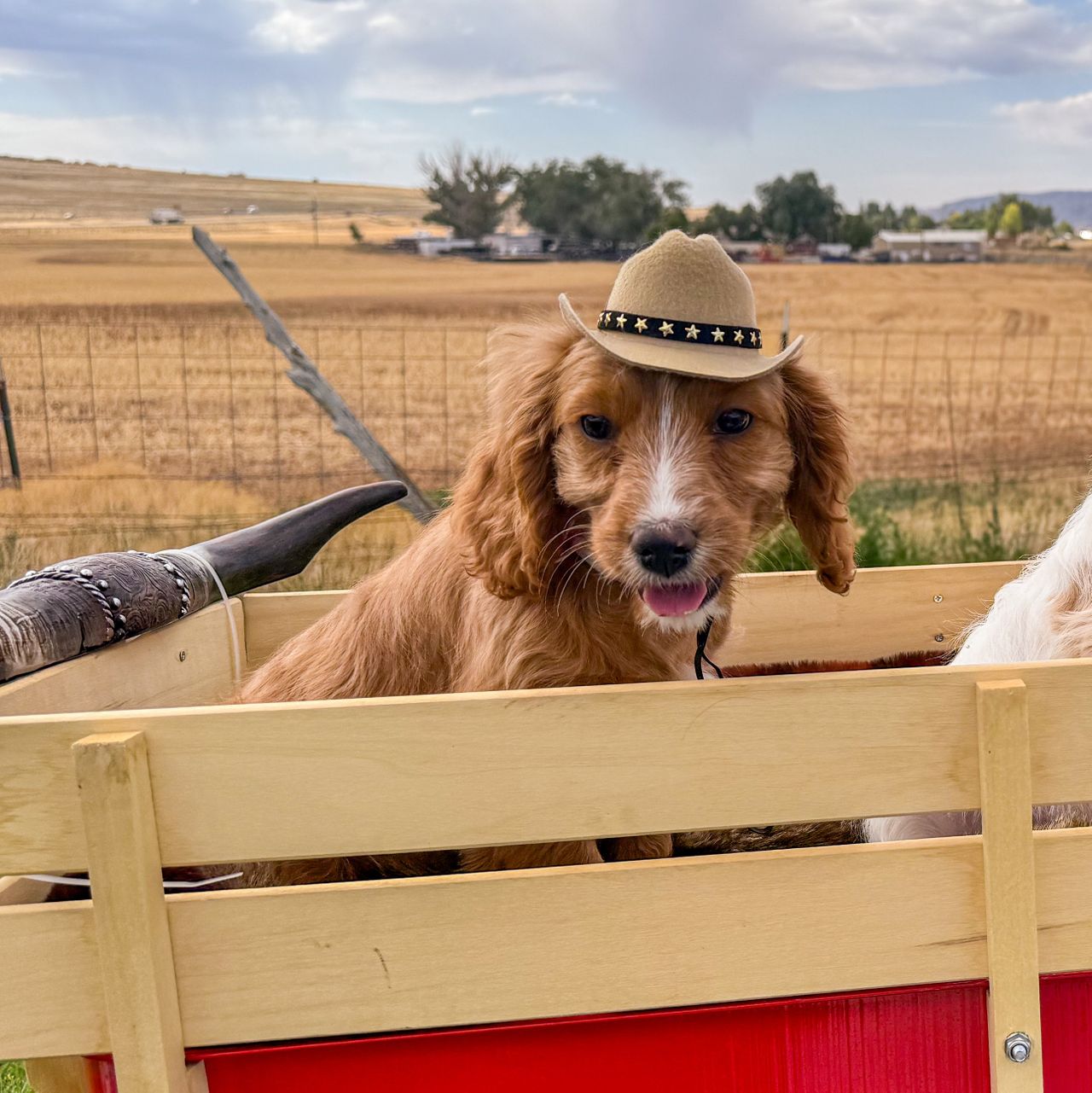 Maggie | Cavapoo Girl | Puppy ID 26379