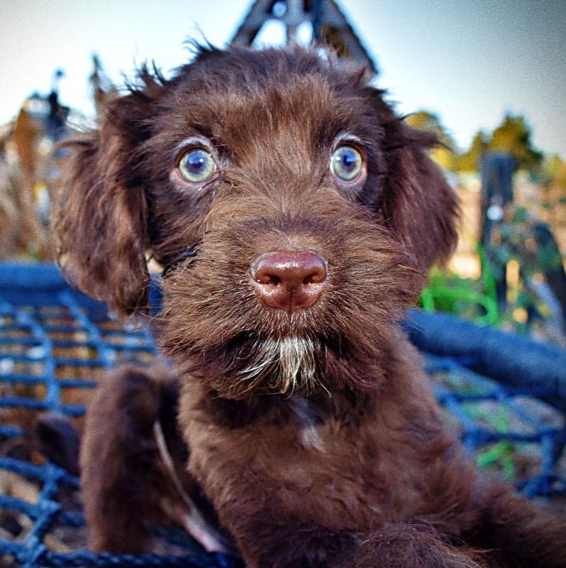 River | Havapoo Boy | Puppy ID 26919