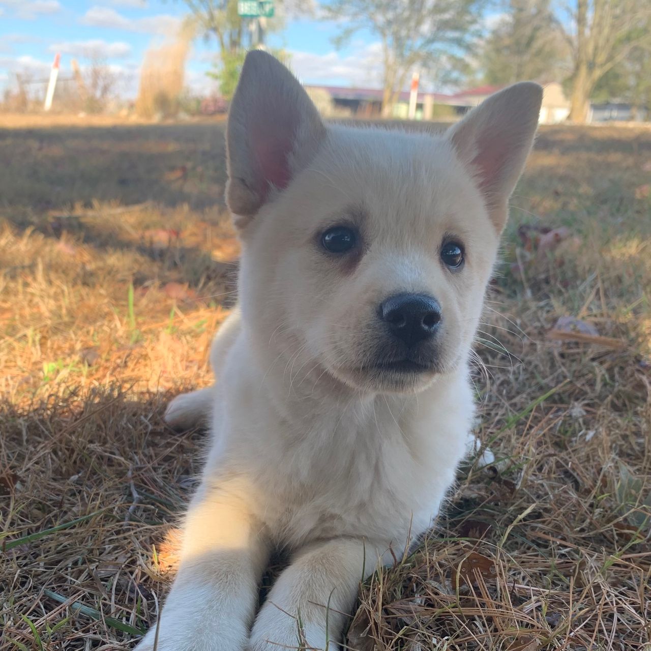 Tasky Mini Dog DARLING TISHA~! | Miniature Husky Boy | Puppy ID 27572