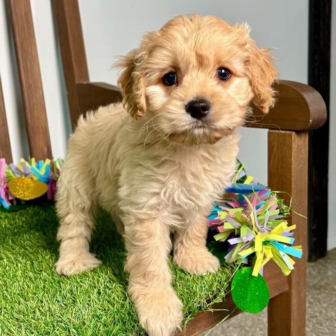 Kane | Cavapoo Boy | Puppy ID 29263