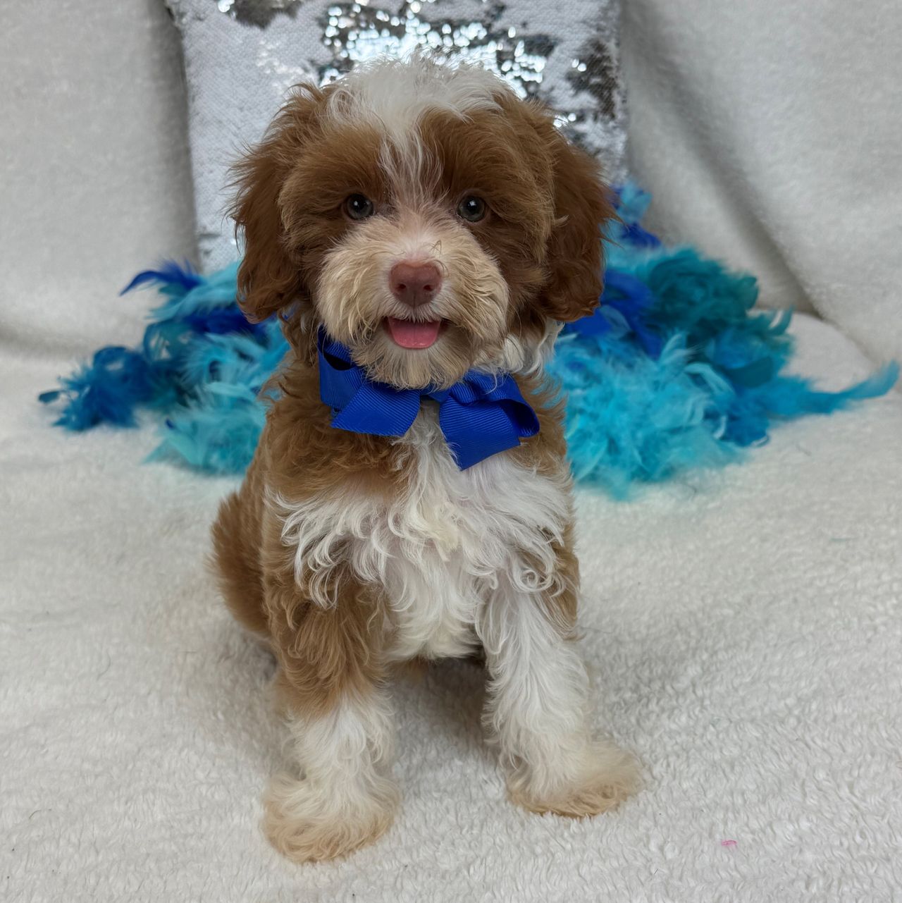 Riley Blue Boy | Cavapoo Boy | Puppy ID 29273