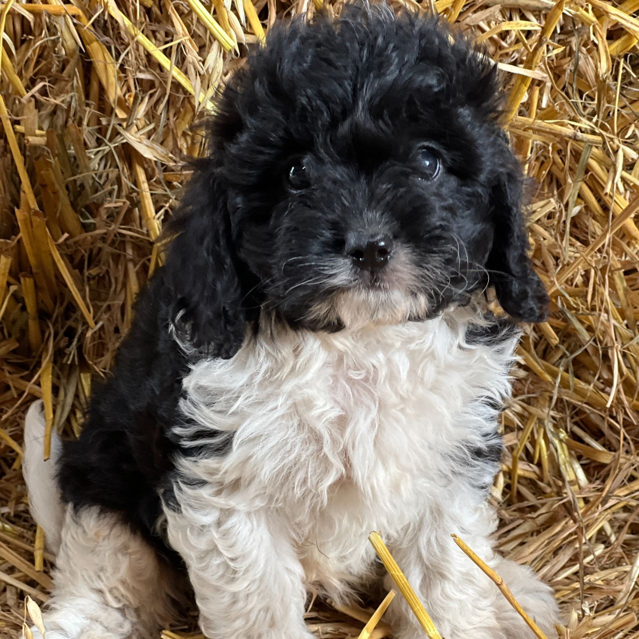Twix | Cavapoo Boy | Puppy ID 30814