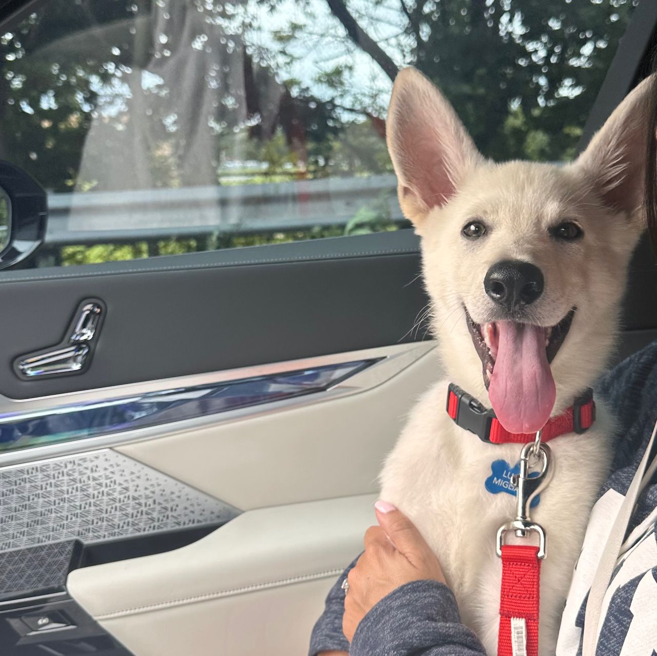 German Ghost Ghost | German Shepherd Dog Boy | Puppy ID 30298
