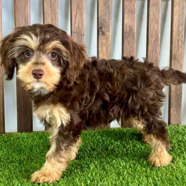 Dexter | Cavapoo Boy | Puppy ID 30073