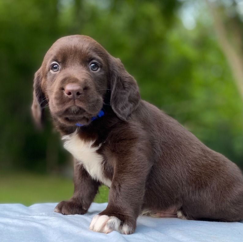 Prince Charming | Springador Boy | Puppy ID 31480