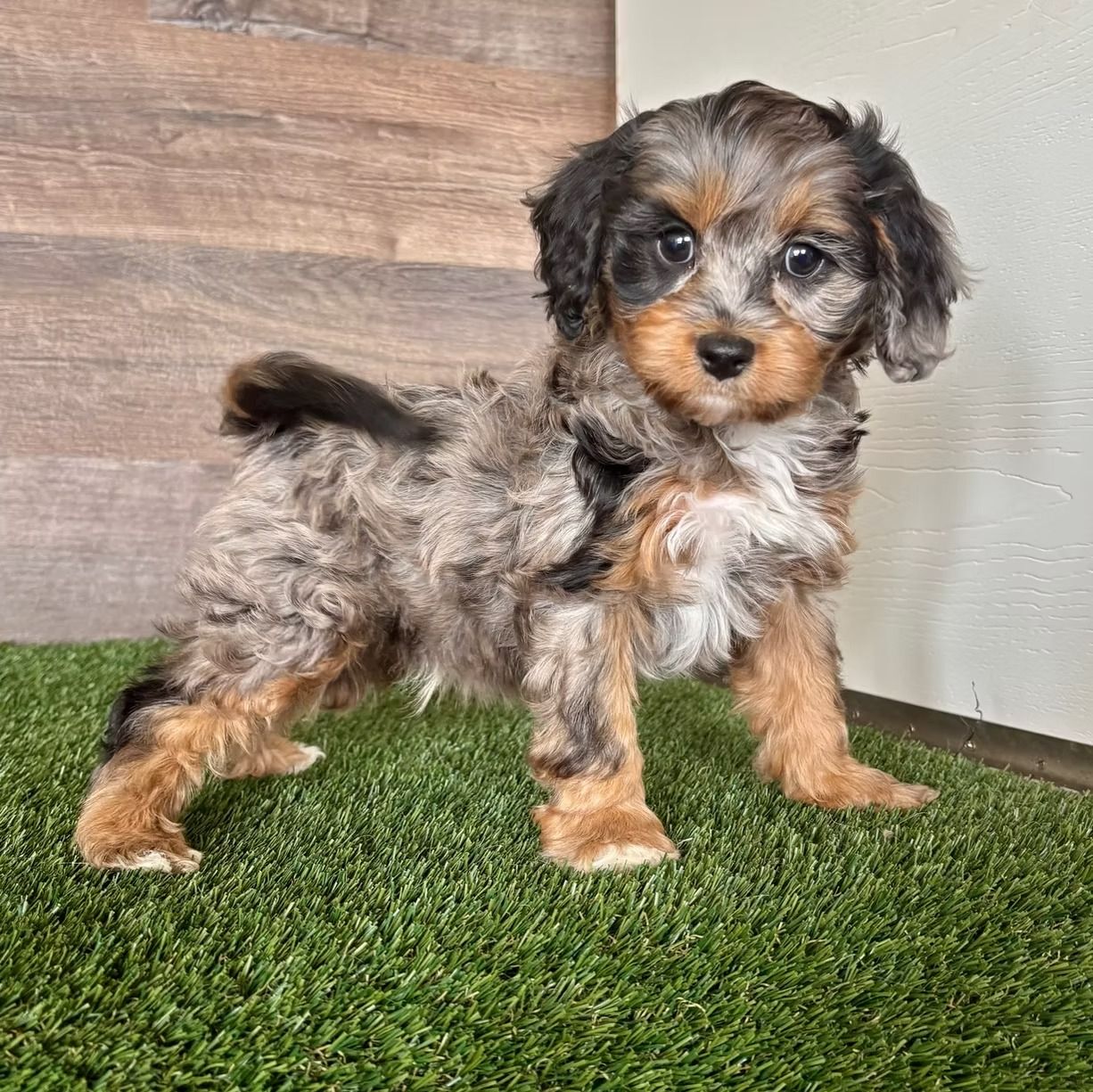 Diego | Cavapoo Boy | Puppy ID 32079