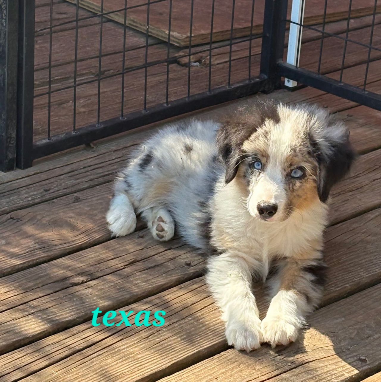Texas Shepard Texas | Australian Shepherd Boy | Puppy ID 32024