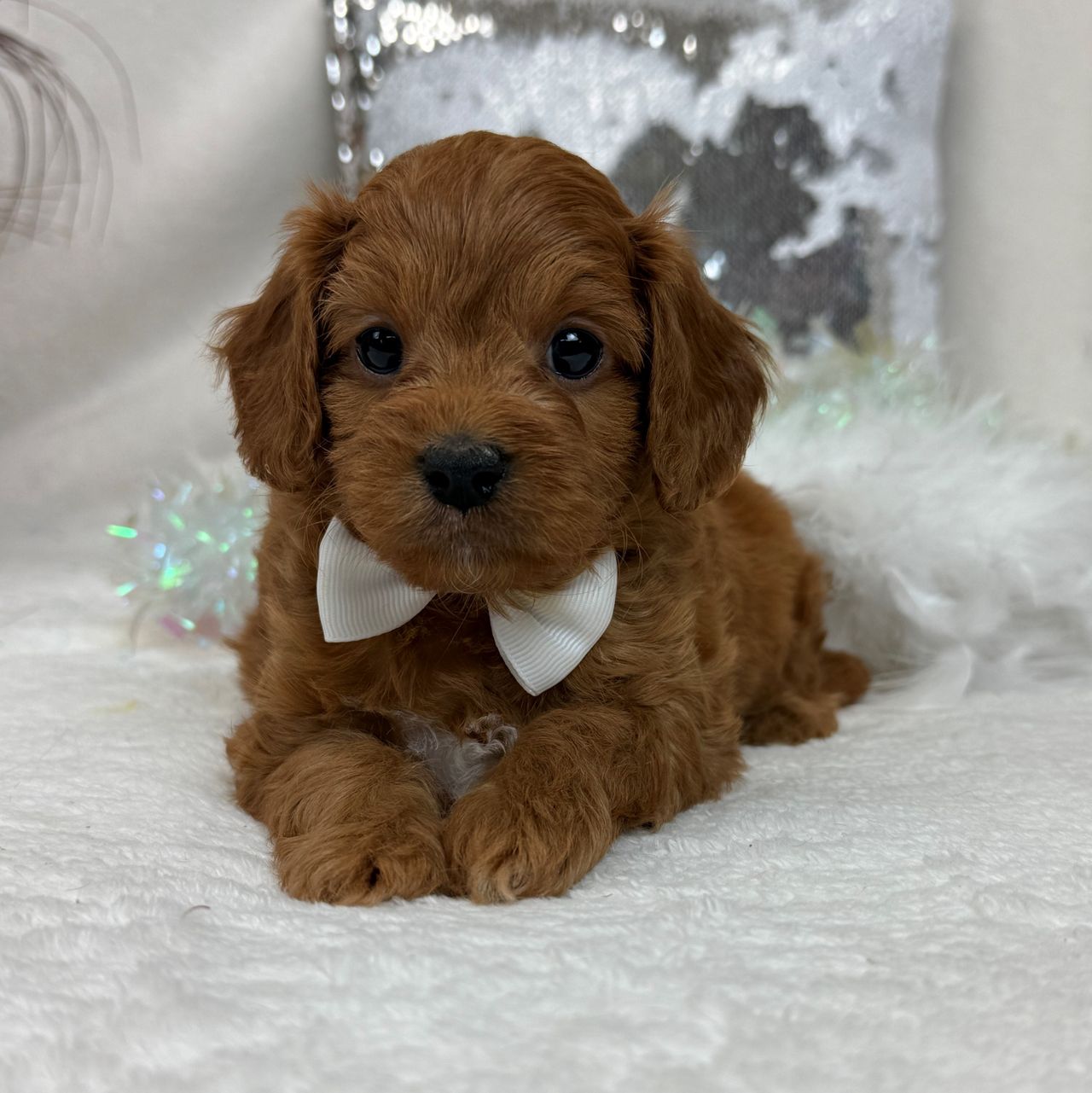 Jessie's White Boy | Cavapoo Boy | Puppy ID 32256