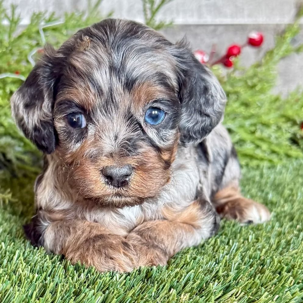 Dallas | Cavapoo Boy | Puppy ID 32770