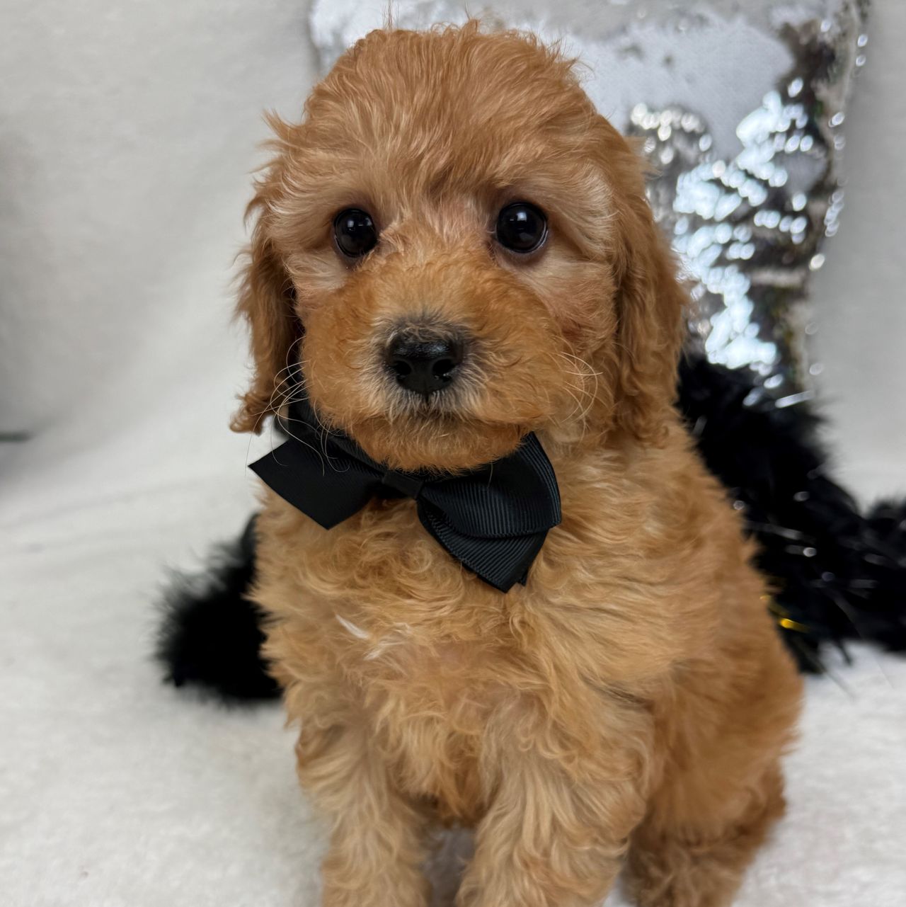 Jessie's Black Boy | Cavapoo Boy | Puppy ID 32255