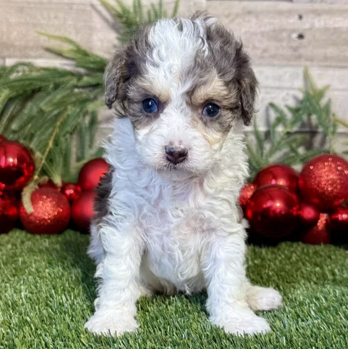 Kingston | Cavapoo Boy | Puppy ID 33282