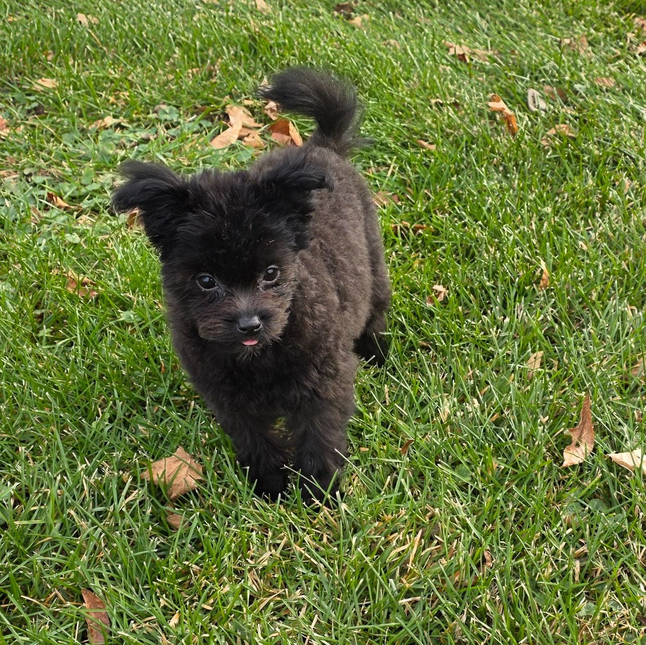 Fox Type Pomapoo Rambo | Pomapoo Boy | Puppy ID 32312