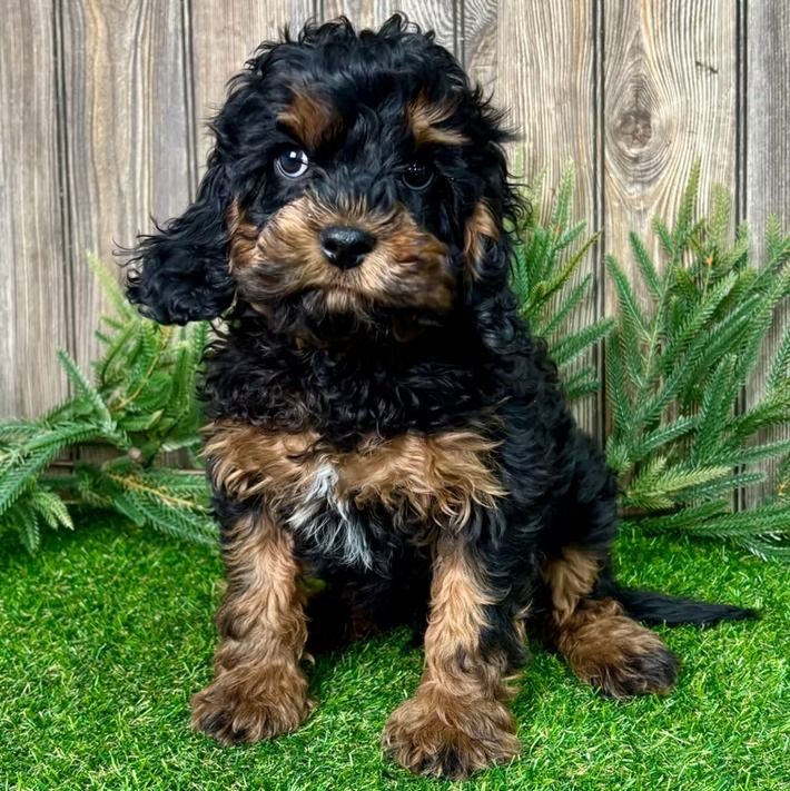 Dylan | Cavapoo Boy | Puppy ID 32995