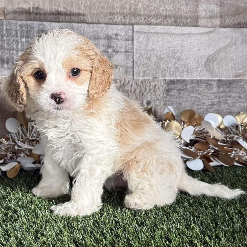 Colt | Cavapoo Boy | Puppy ID 33455