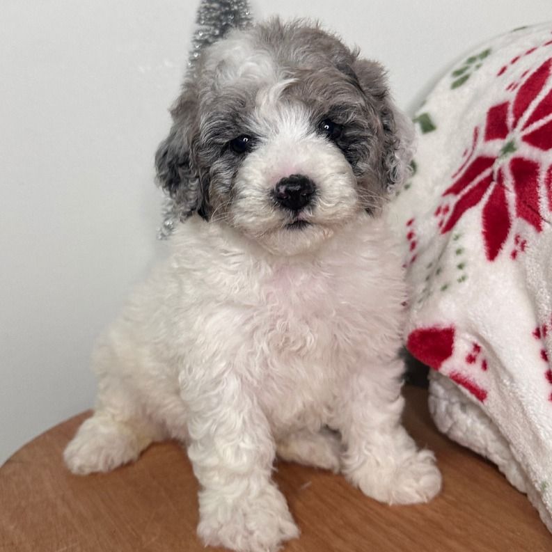 Blizzard | Cavapoo Girl | Puppy ID 34229