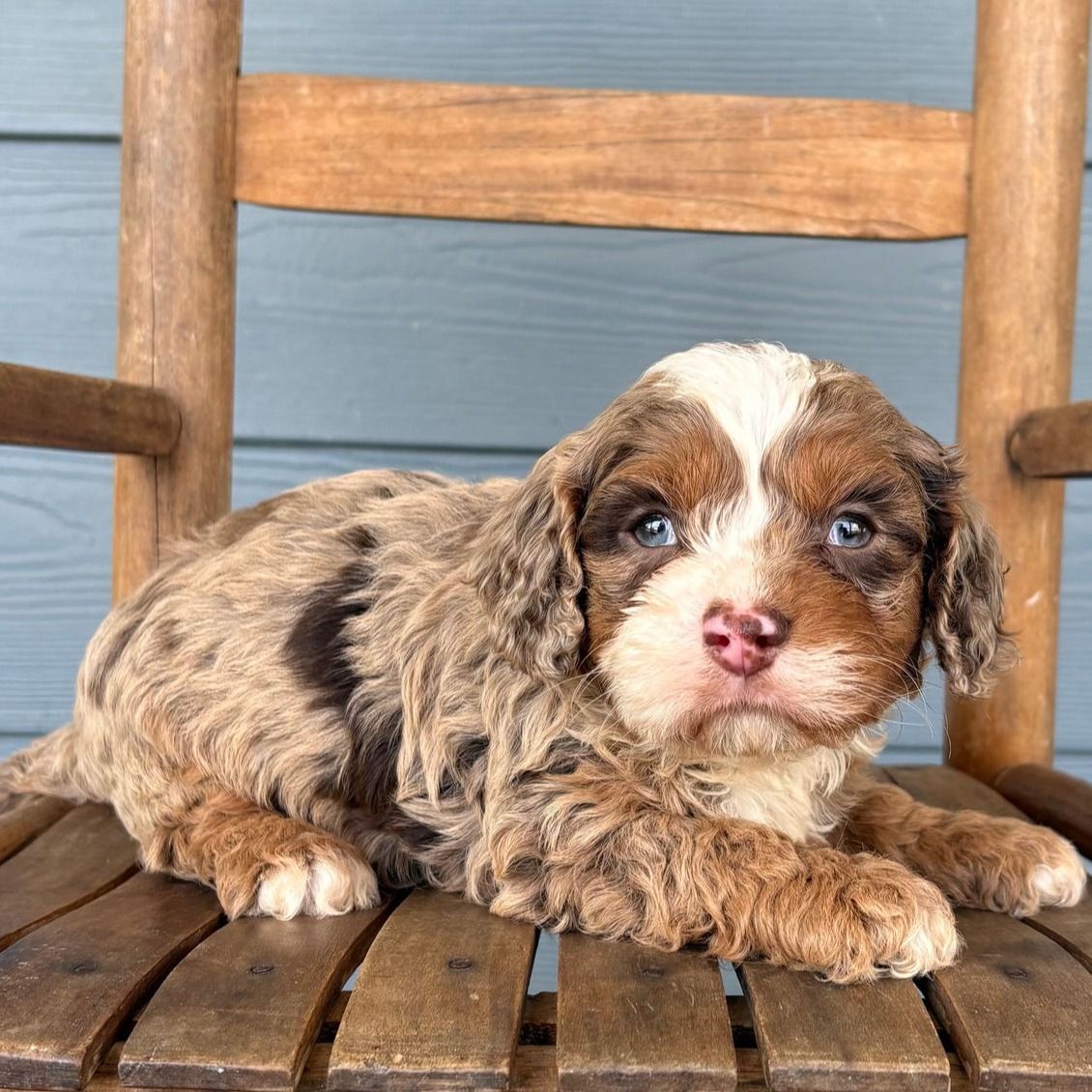 James | Cavapoo Boy | Puppy ID 34756