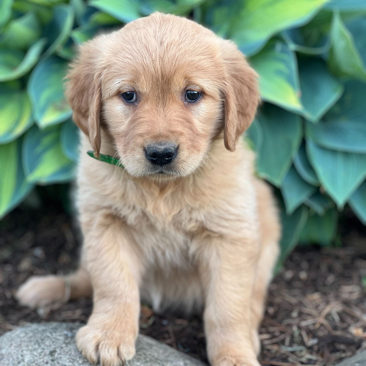 Ruby | Golden Retriever Girl | Puppy ID 35002